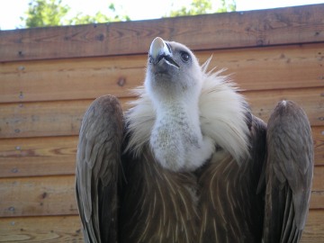 Der Geier - ziemlich gross so ein Ding!